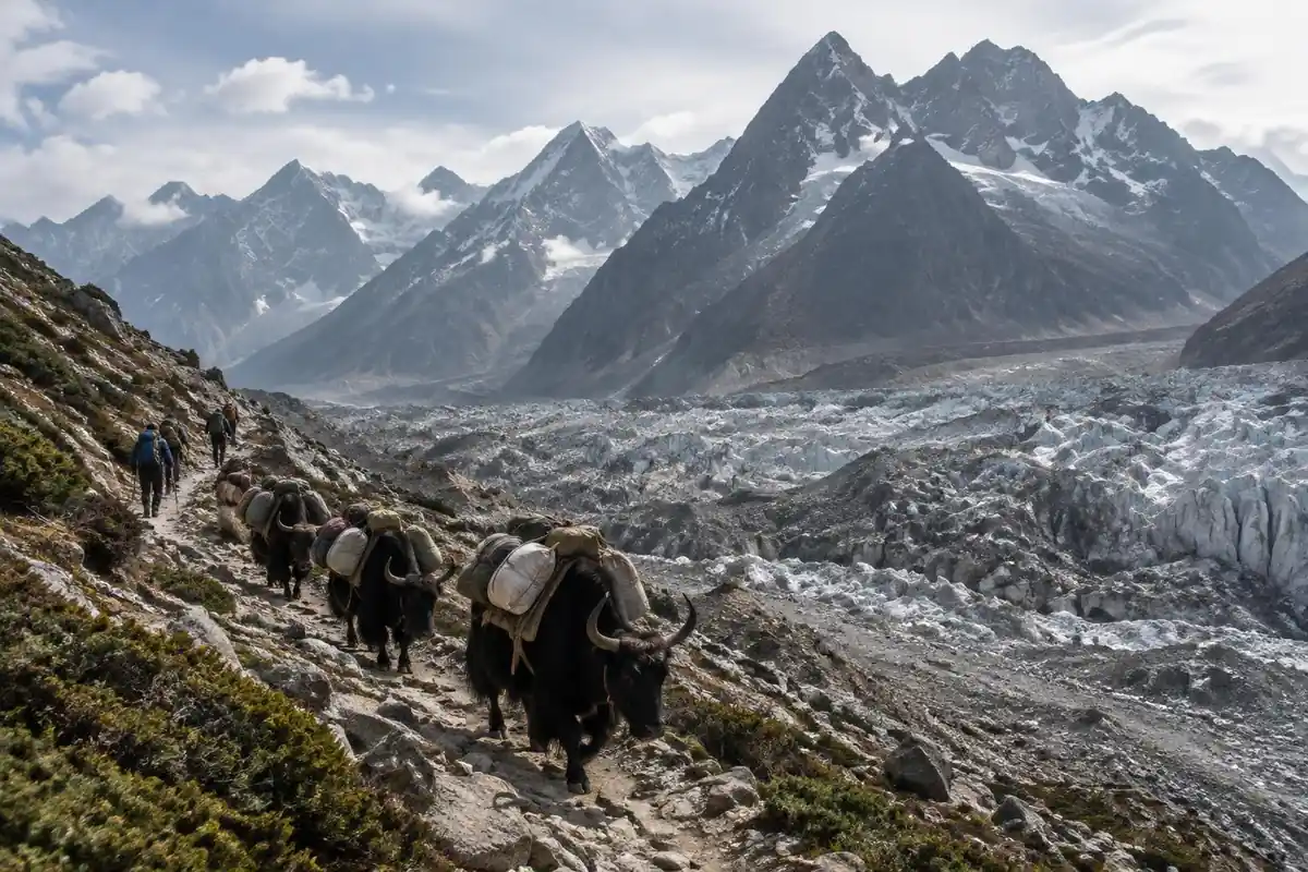 Moraine trail beside a grey glacier with a yak train and small trekkers