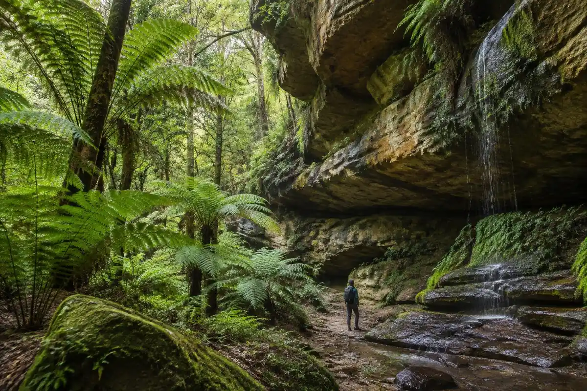 Lush tree-fern gully with mossy sandstone walls and a tiny walker below overhangs