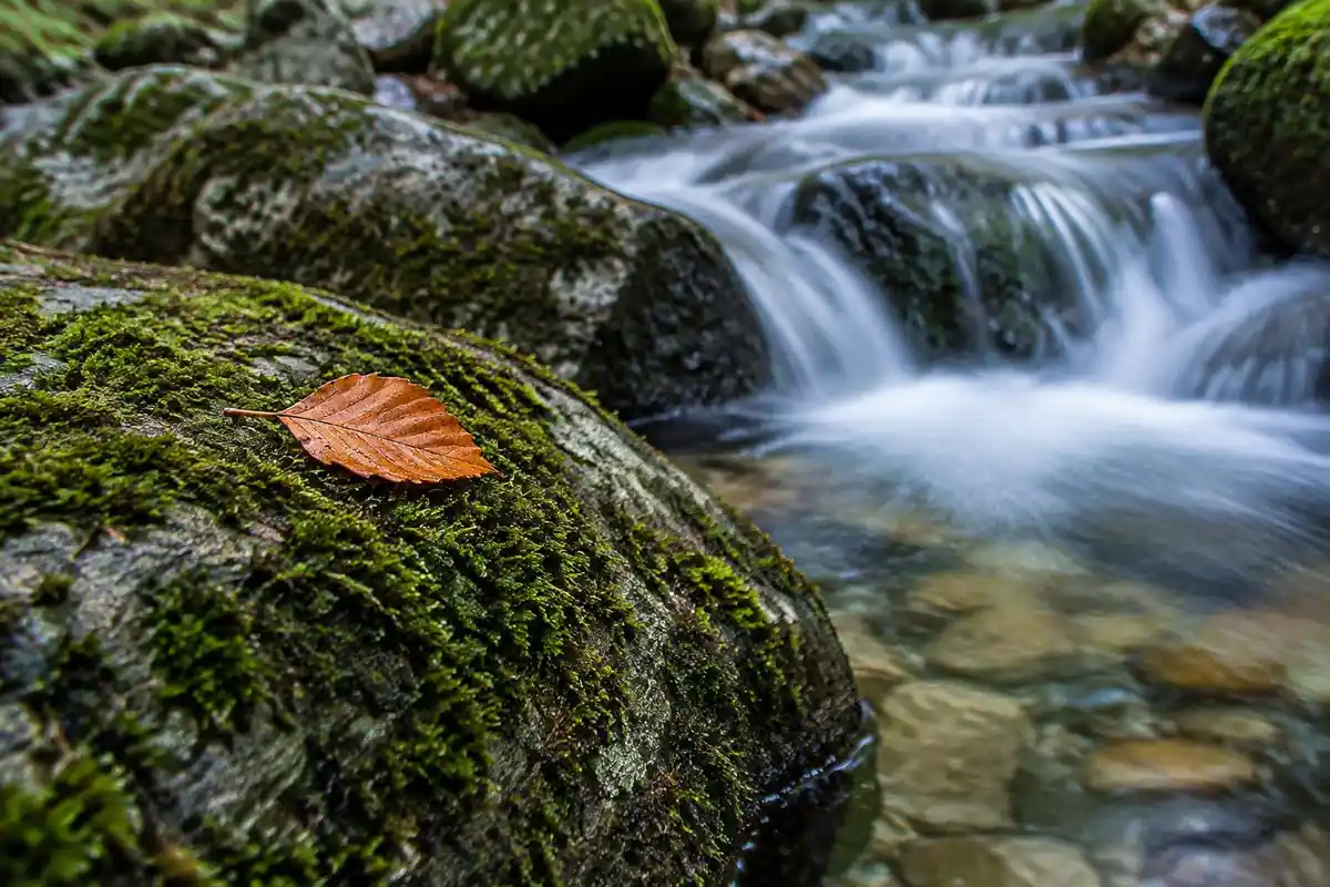 Orange beech leaf on a mossy boulder beside a clear cascade