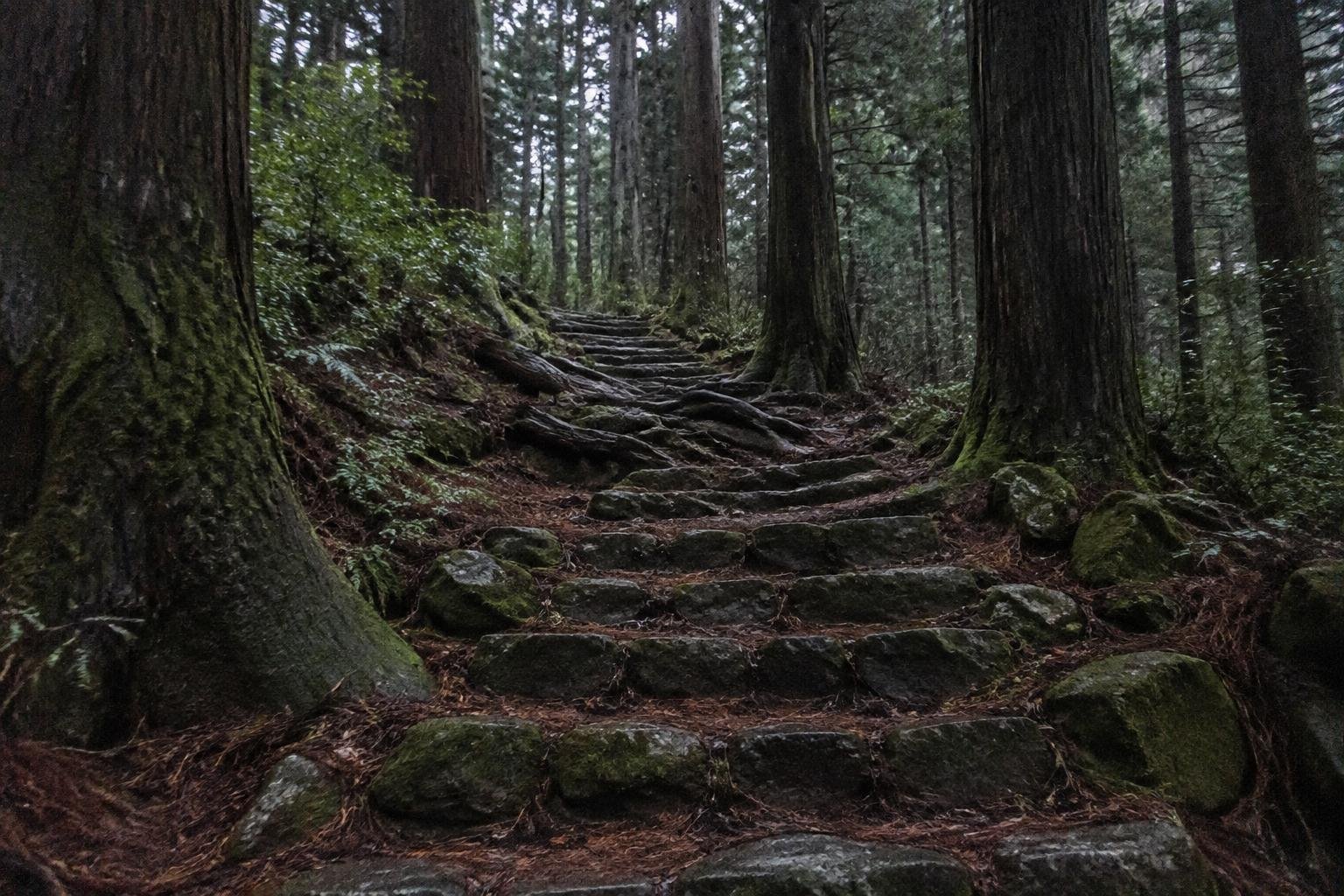 Old stone steps winding up through tall cedar forest in grey light