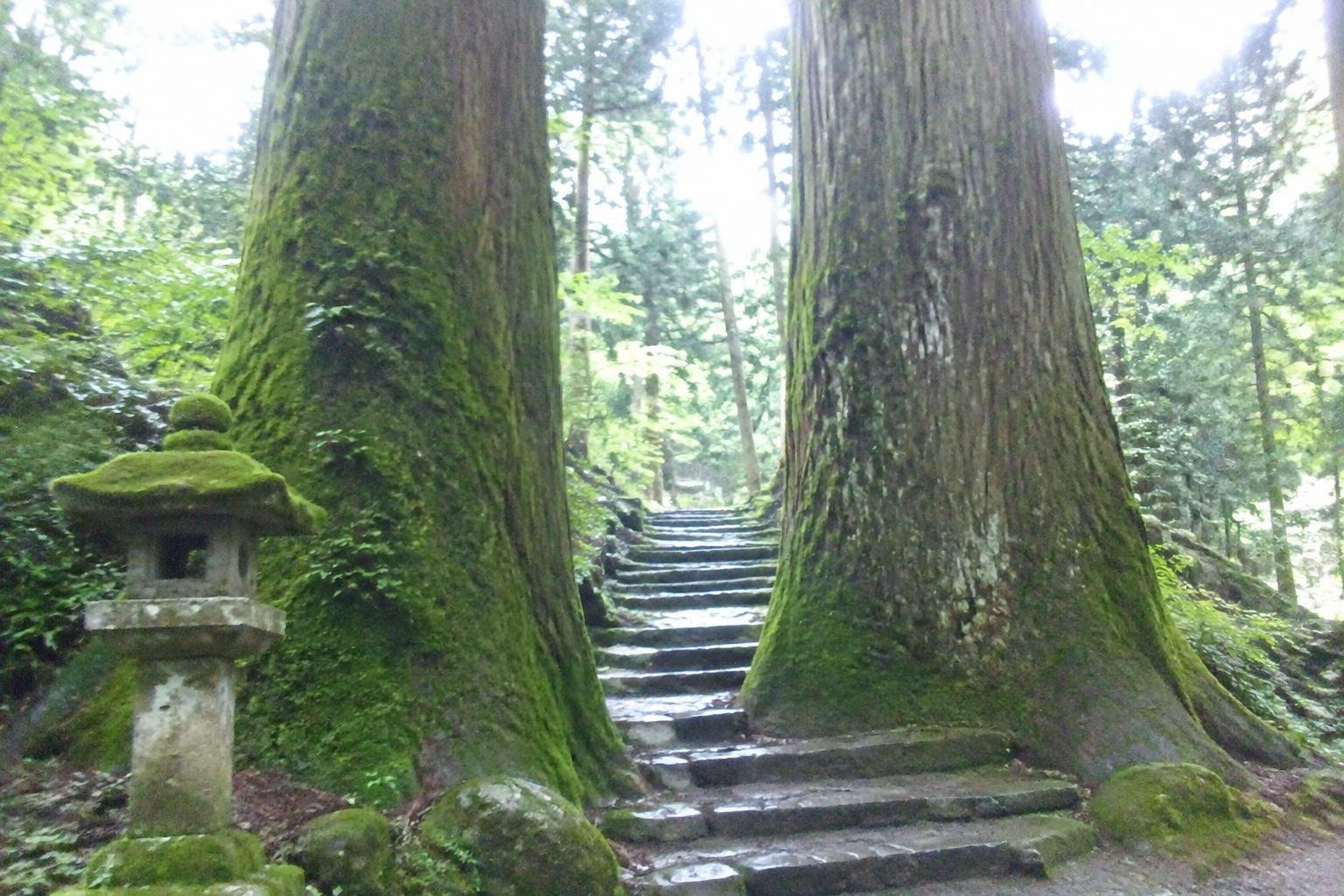 Tall cedar trunks with moss and a stone lantern beside the old pilgrim path