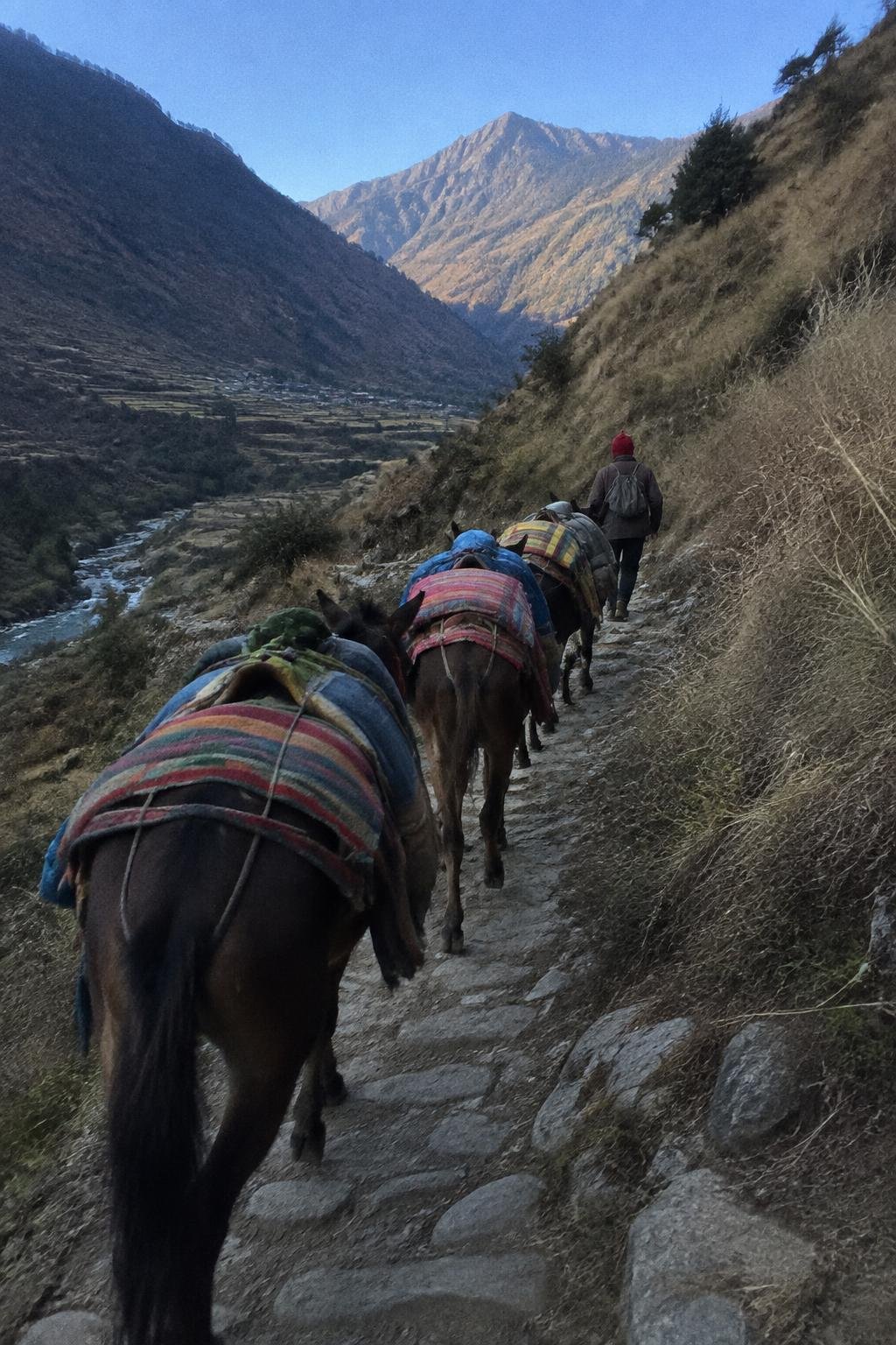 A line of mules and a villager walking down a valley trail