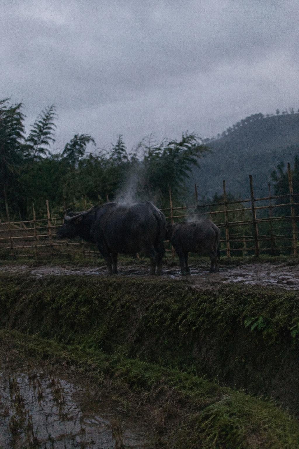 A water buffalo and her calf standing across a muddy path in the distance