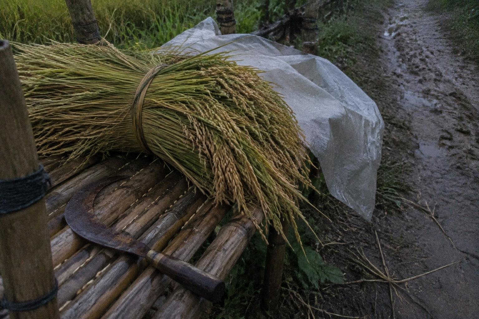 A bundle of cut rice stalks lying on a wooden rack beside the path