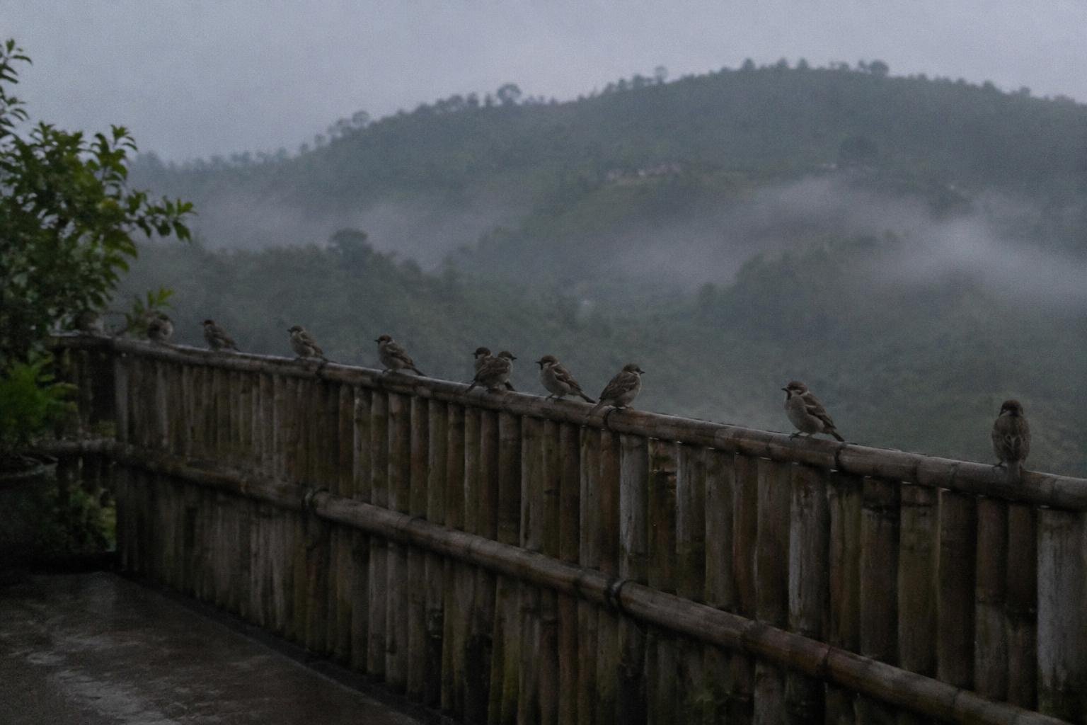 Small birds perched along a bamboo fence in drifting mist