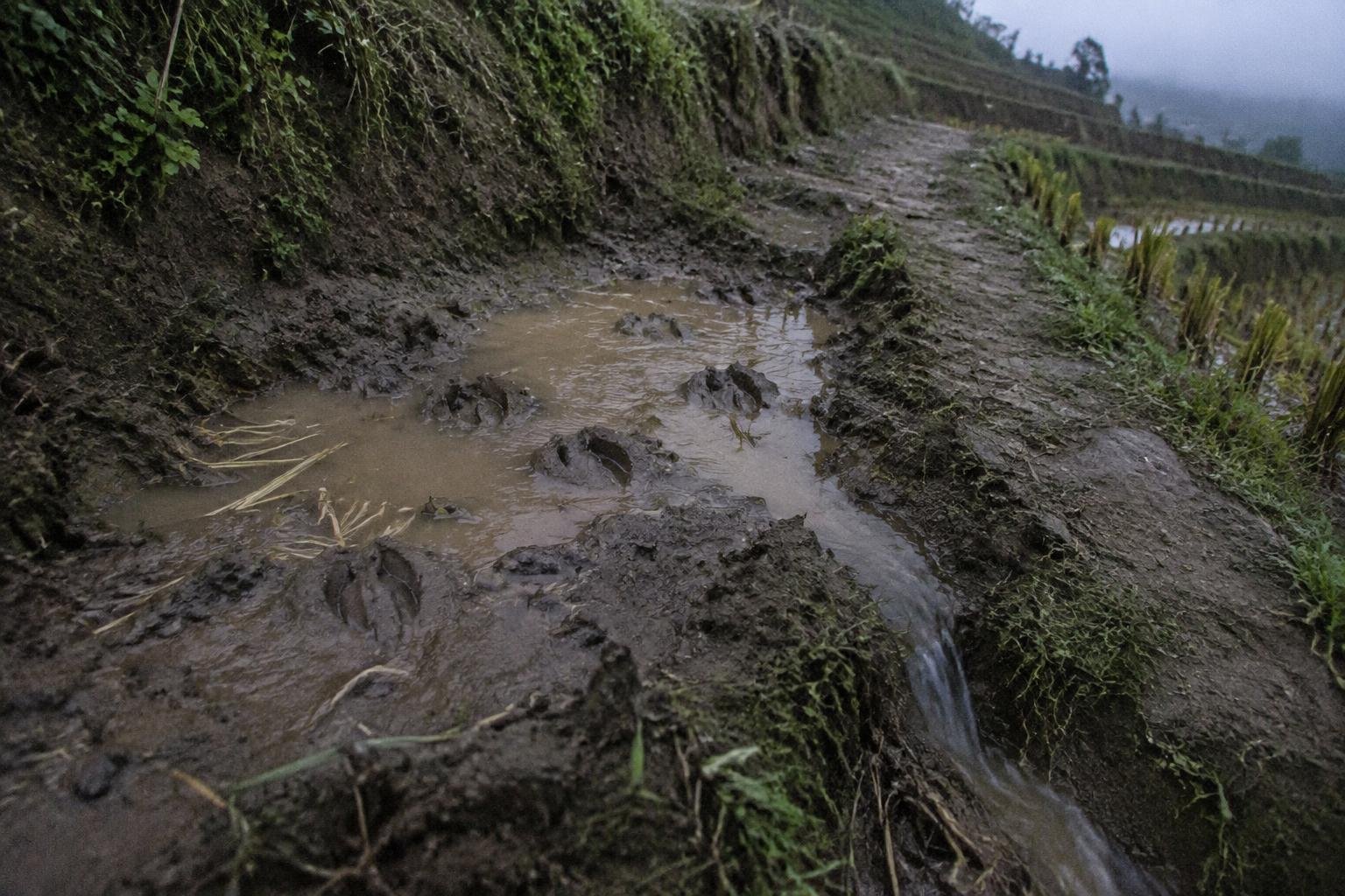 Rice terrace water channel with a muddy buffalo wallow and hoofprints beside the path