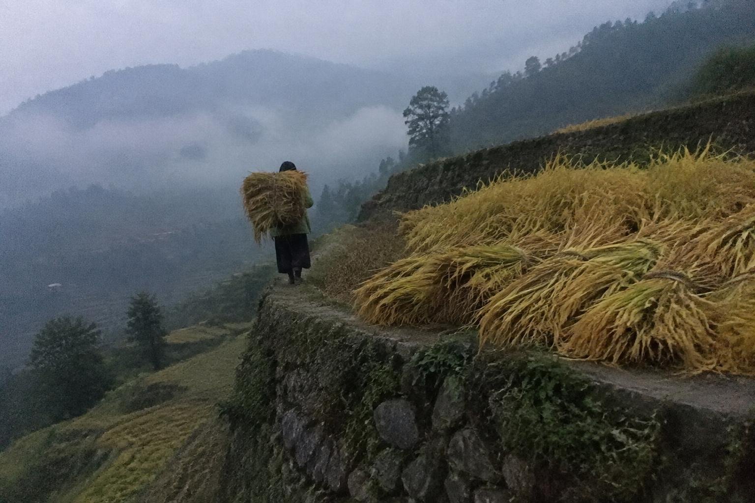 A woman carrying a huge bundle of rice walking away along a terrace wall