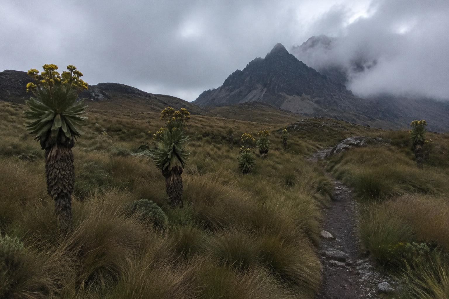 Open moorland with giant groundsel plants and a distant jagged peak under cloud