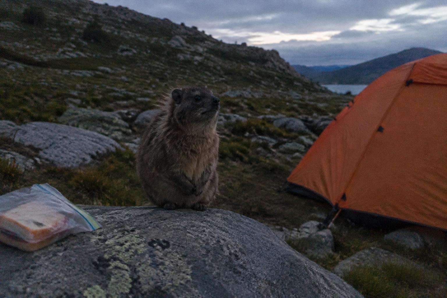 A rock hyrax sitting on a boulder near camp