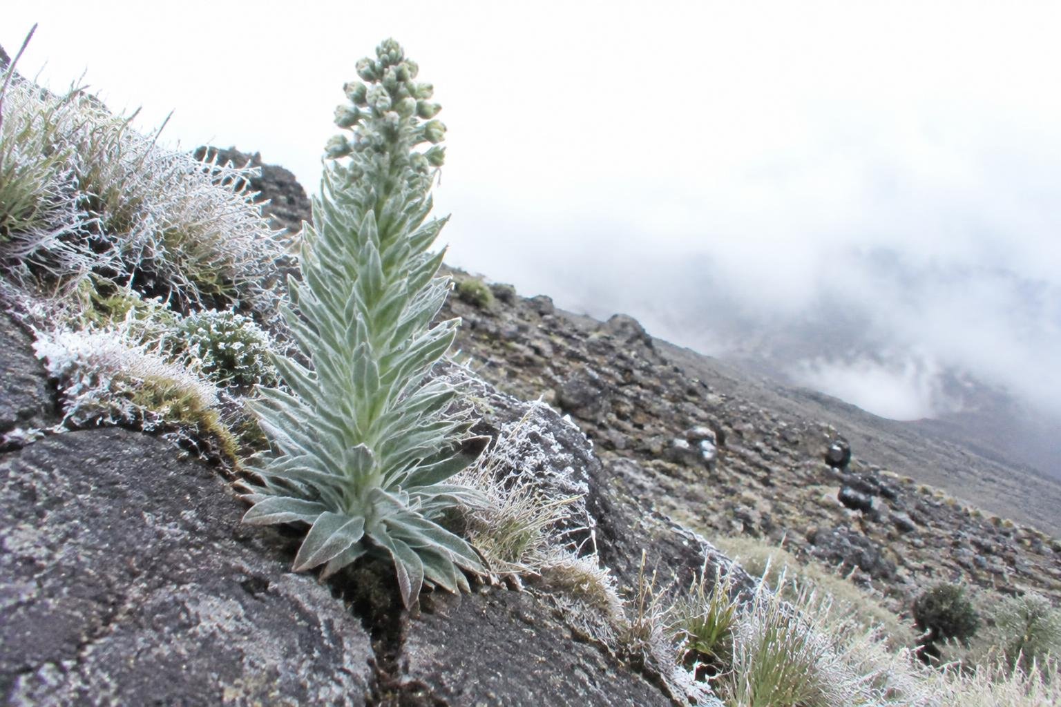 A lone lobelia plant on a rocky slope near the high camp