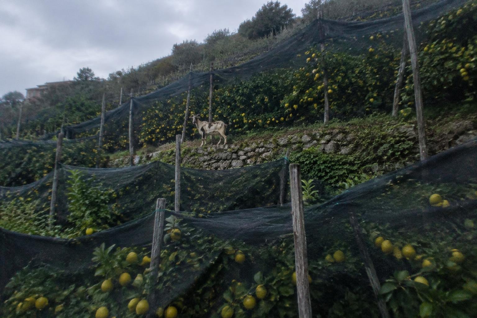 Lemon terraces draped with dark nets on a steep slope