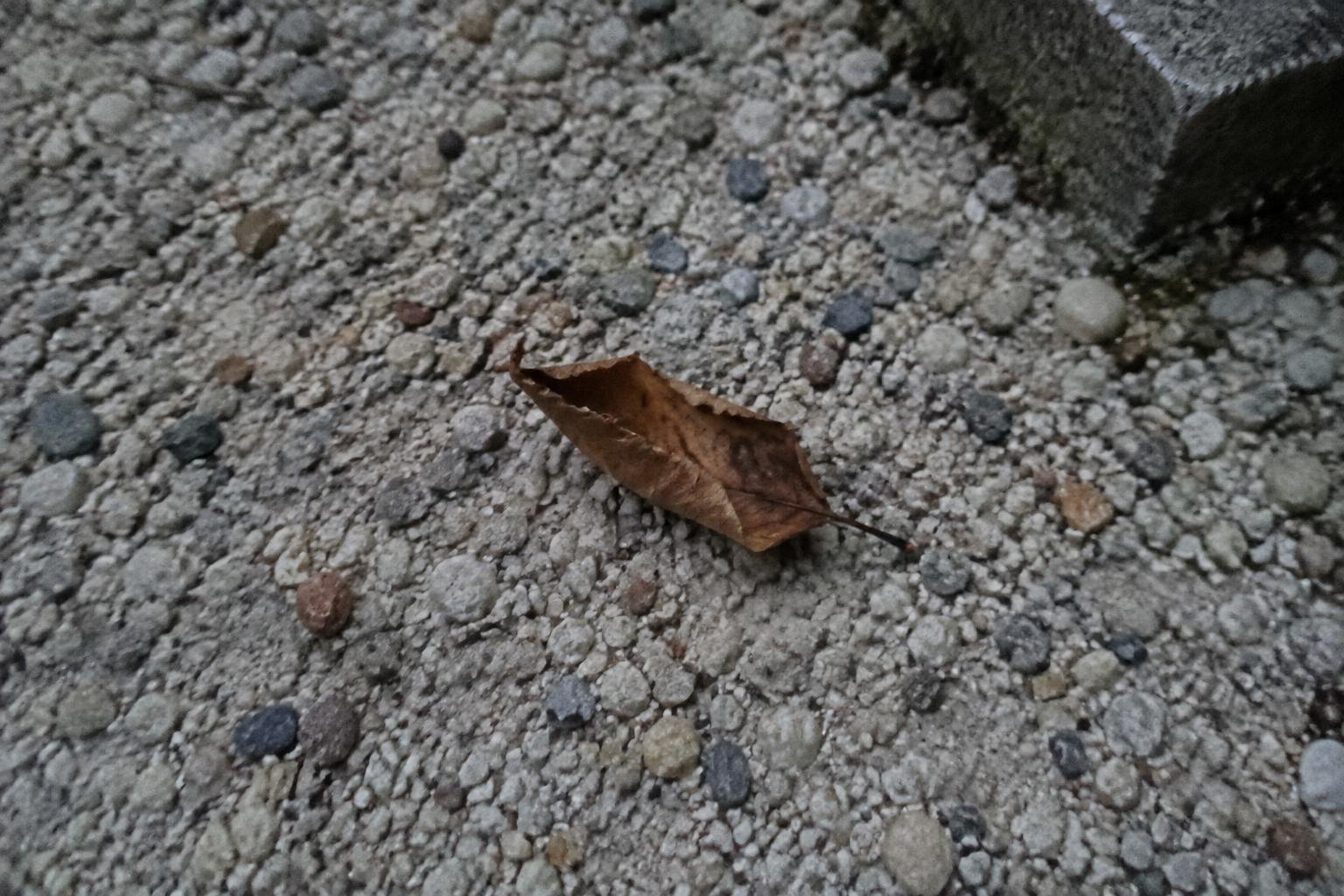 A single dead brown leaf resting on pale gravel